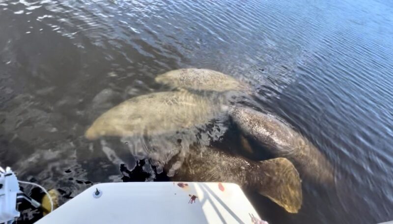 Naples, FL: Manatee, Dolphin, 10,000 Islands Beach Eco Tour - FAQs