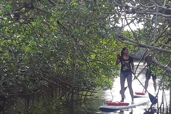 Naples Fl, Paddleboard Mangrove Forest Tour - Key Points