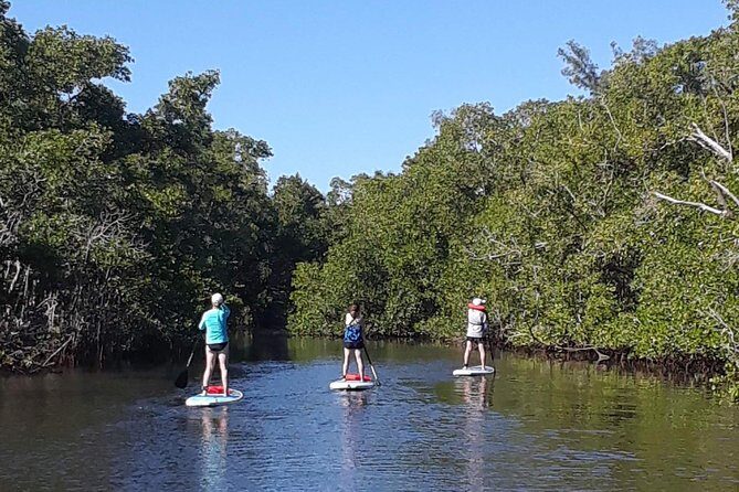 Naples Fl, Paddleboard Mangrove Forest Tour - Final thoughts