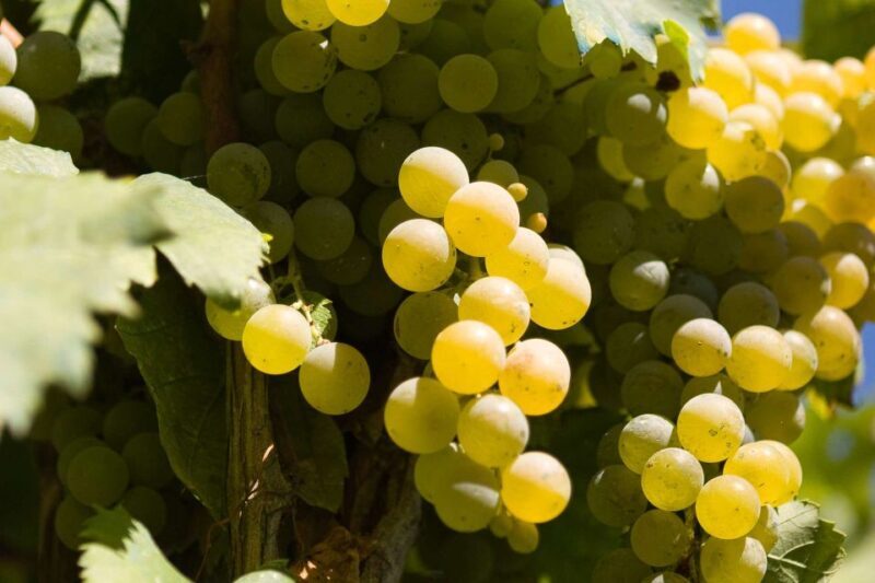 Naples: Mount Vesuvius Vineyard Tour w/ Lunch & Wine Tasting - Naples: Mount Vesuvius Vineyard Tour with Lunch & Wine Tasting — A Deep Dive
