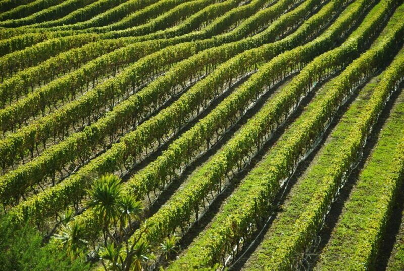 Naples: Mount Vesuvius Vineyard Tour w/ Lunch & Wine Tasting - The Value of This Tour