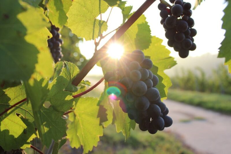 Naples: Mount Vesuvius Vineyard Tour w/ Lunch & Wine Tasting - Final Thoughts