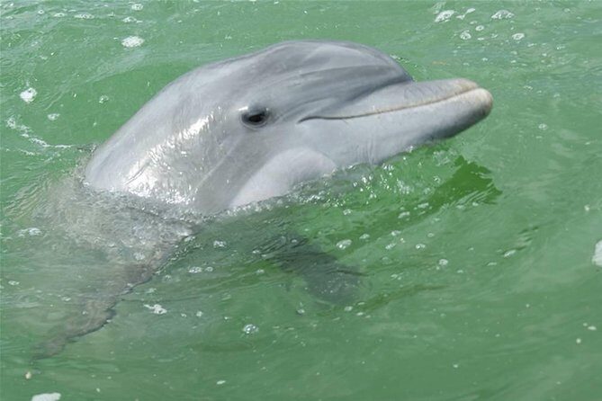 Naples Sightseeing Boat Tour - Who Should Consider This Tour?