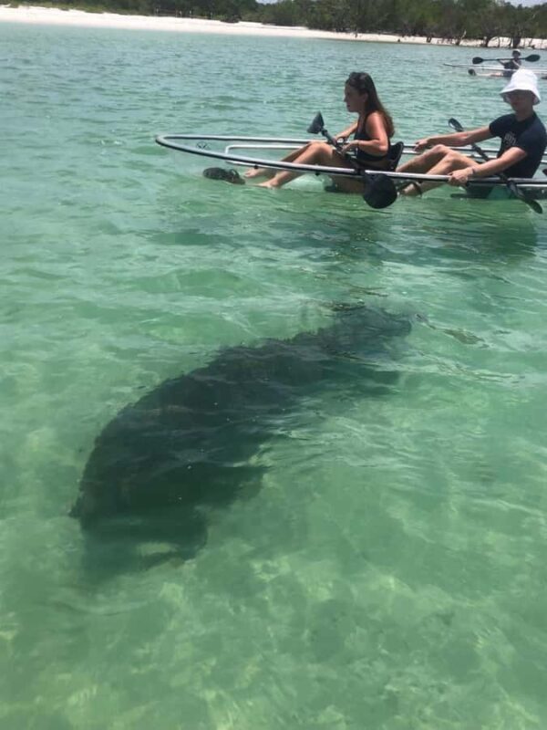 Naples: Wiggins Pass Clear Kayak Eco Tour - Naples: Wiggins Pass Clear Kayak Eco Tour