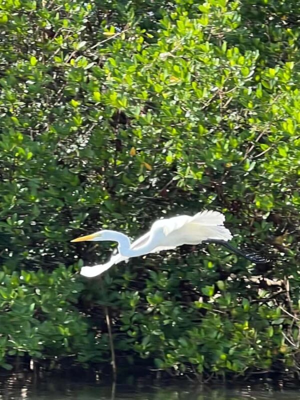 Naples: Wiggins Pass Clear Kayak Eco Tour - The Itinerary in Detail