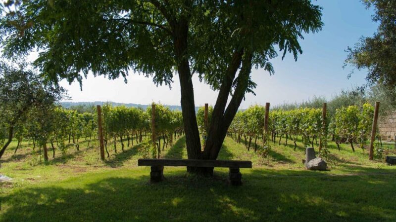 Naples: winery tour & wine tasting on Astroni crater - FAQ