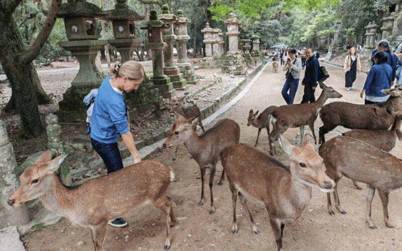 Nara: 3-Hour Guided Tour with Deer, Great Buddha & Shrines - Key Points