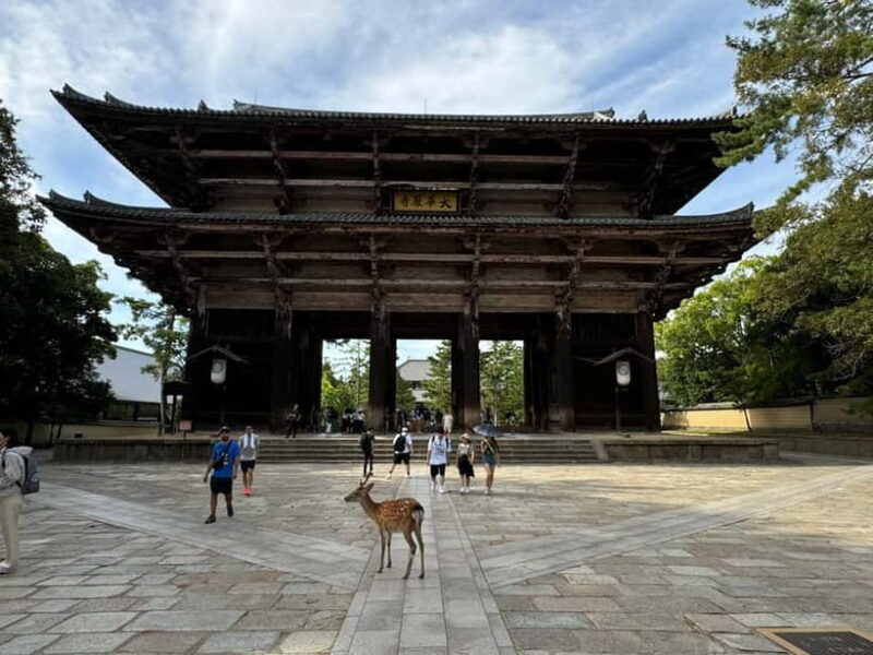 Nara: 3-Hour Guided Tour with Deer, Great Buddha & Shrines - What Travelers Are Saying