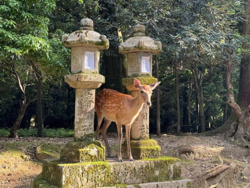 Nara: 3-Hour Guided Tour with Deer, Great Buddha & Shrines - FAQs