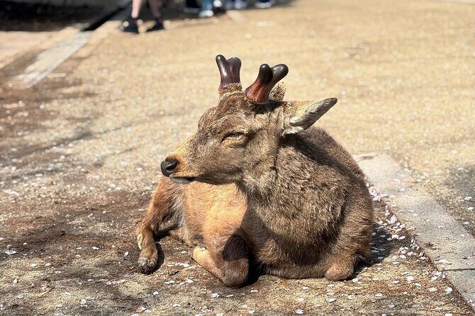 Nara and kyoto adventures private vehicle tour - A Deep Dive into the Kyoto and Nara Private Tour