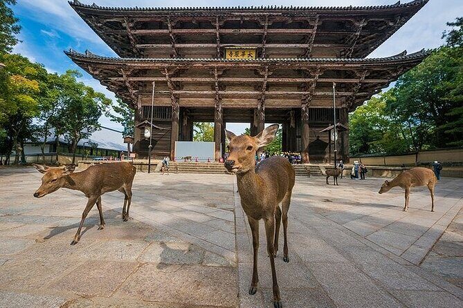 Nara and Osaka Tour from Osaka or Kobe Port - An In-Depth Look at the Nara and Osaka Tour