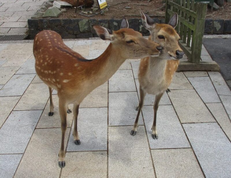 NARA: Budda gigante, Cervi liberi nel parco (Guida italiana) - In-Depth Review: A Walk Through Nara’s Treasures