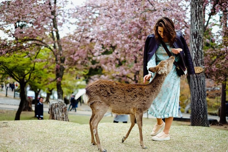 Nara Charter Car Customizable 1-Day Trip (from Kyoto) - What to know before you book