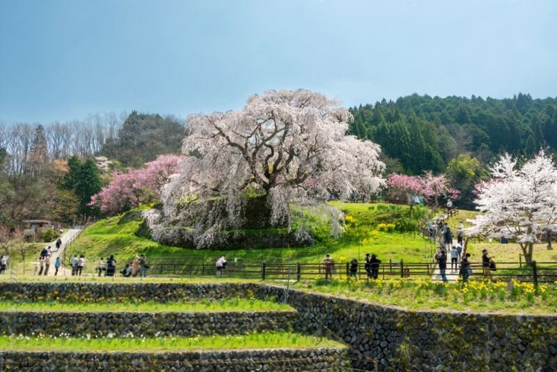 Nara Charter Car Customizable 1-Day Trip (from Kyoto) - A full day in Nara, on your terms