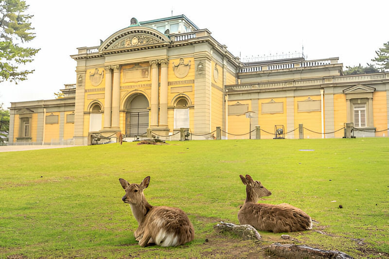 Nara Charter Car Customizable 1-Day Trip (from Kyoto) - The driver, the group, and the price