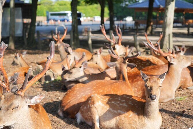Nara Early Bird Tour (Kyoto Departure Option Available) - Who Will Love This Tour?