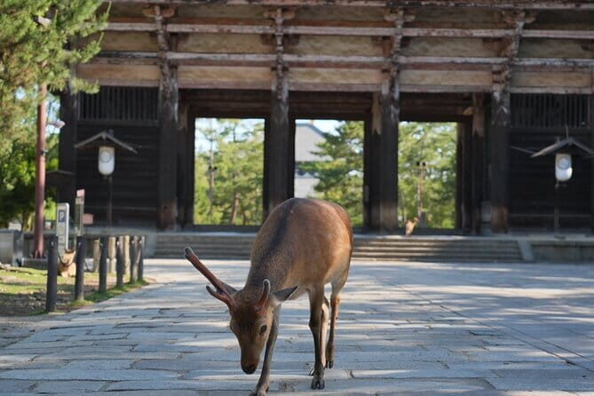 Nara Early Bird Tour (Osaka Departure Option) - In-Depth Review of the Nara Early Bird Tour
