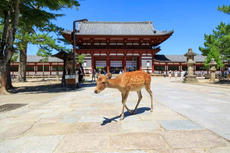 Nara: Enjoy the Highlights of Nara in 3 Hours - Exploring Nara in Just 3 Hours: What to Expect