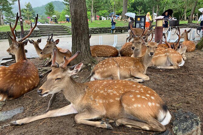 Nara: Essential Private Tour with Deer Park and Temples - A Deep Dive into the Nara Private Tour