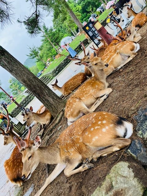 Nara: Essential Private Tour with Deer Park and Temples - Key Points