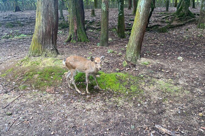 Nara Guided Tour by Private Car from Kyoto - The Sum Up: Is This Tour Worth It?