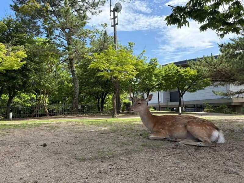 Nara: Guided Tour with Furoshiki Experience and Lunch - Nara: Guided Tour with Furoshiki Experience and Lunch — An Authentic Dive into Japan’s Cultural Heart