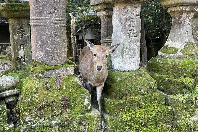 Nara Half-Day Bus Tour from Kyoto - In-Depth Look at the Tour Itinerary