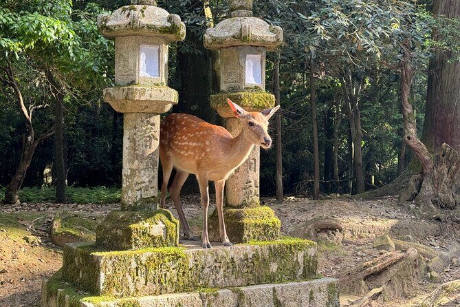 Nara: Half-Day Private Tour of 4 Must-See Spots & Deer Park - Discover Nara’s Hidden Charms on a Half-Day Private Tour