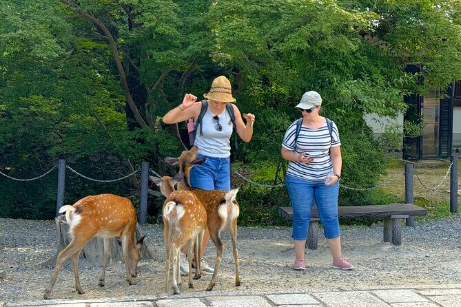 Nara: Half-Day Private Tour of 4 Must-See Spots & Deer Park - Why This Tour Is Valuable