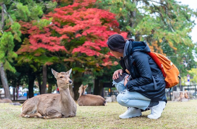 Nara Half-Day Small Group Tour - Key points to know before you book