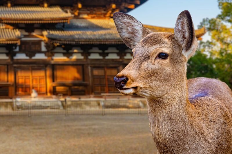 Nara Half-Day Small Group Tour - Guides who help beyond the commentary