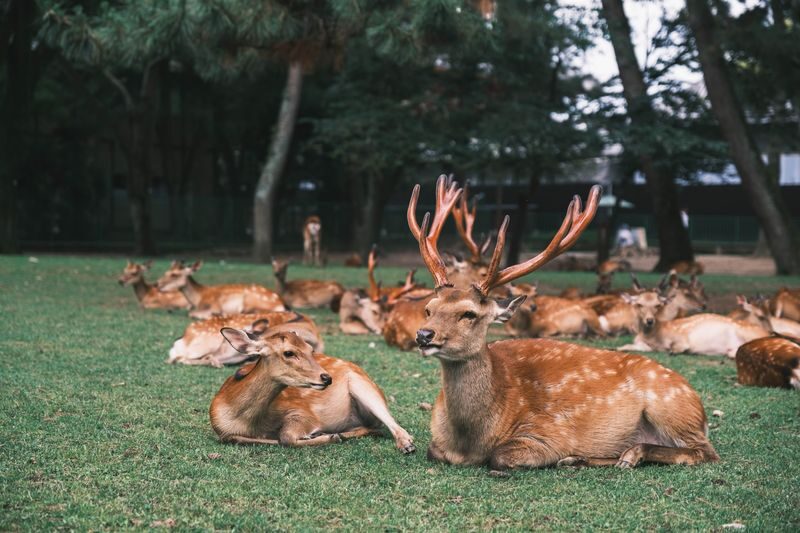 Nara Half-Day Small Group Tour - What $49 may be worth