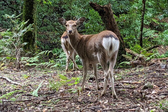 Nara - Heart of Nature Bike Tour - Key Points