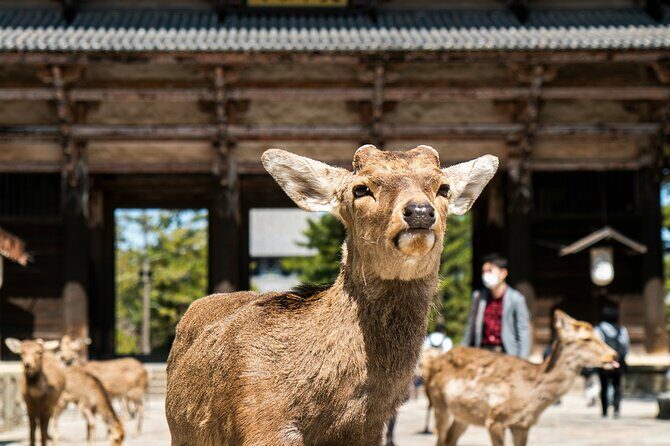 Nara Heritage Walkabout from Nara Park to Todaji Temple - Discover Nara’s Heritage on a Guided Walk from Nara Park to Todai-ji Temple