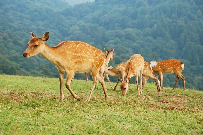 Nara: Hike Mt. Wakakusa and Encounter Wild, Free-Roaming Deer - Key Points