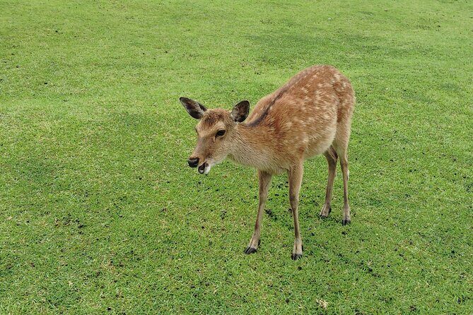 Nara: Hike Mt. Wakakusa and Encounter Wild, Free-Roaming Deer - Who Should Consider This Tour?
