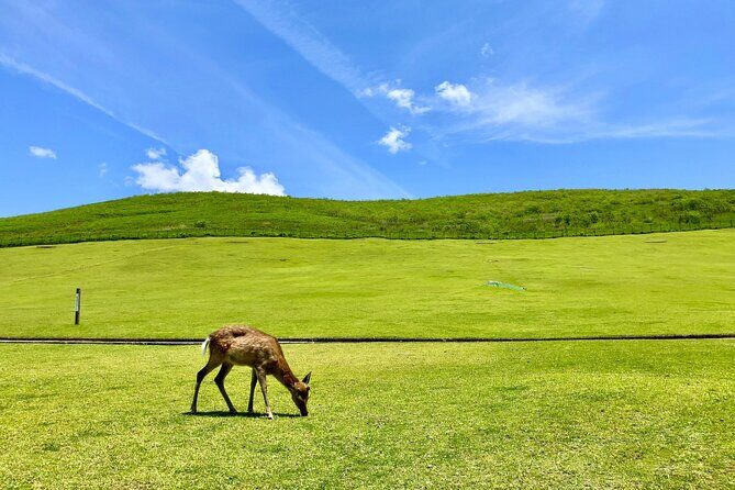 Nara: Hike Mt. Wakakusa and Encounter Wild, Free-Roaming Deer - The Sum Up