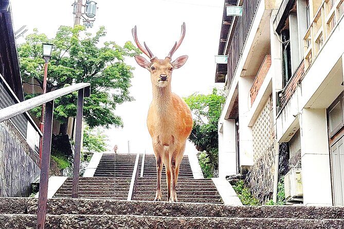 Nara: Hike Mt. Wakakusa and Encounter Wild, Free-Roaming Deer - FAQ