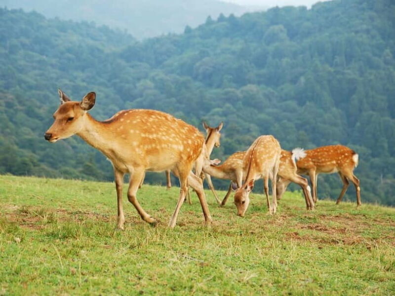 Nara: Hike Mt. Wakakusa and Encounter Wild Free-Roaming Deer - A Natural and Cultural Journey Through Nara