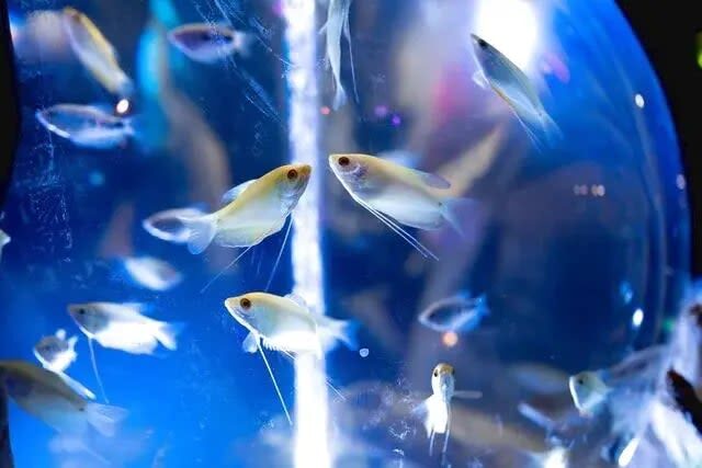NARA IKIMONO MUSEUM Admission Ticket (Nara) - Close encounters, with clear rules