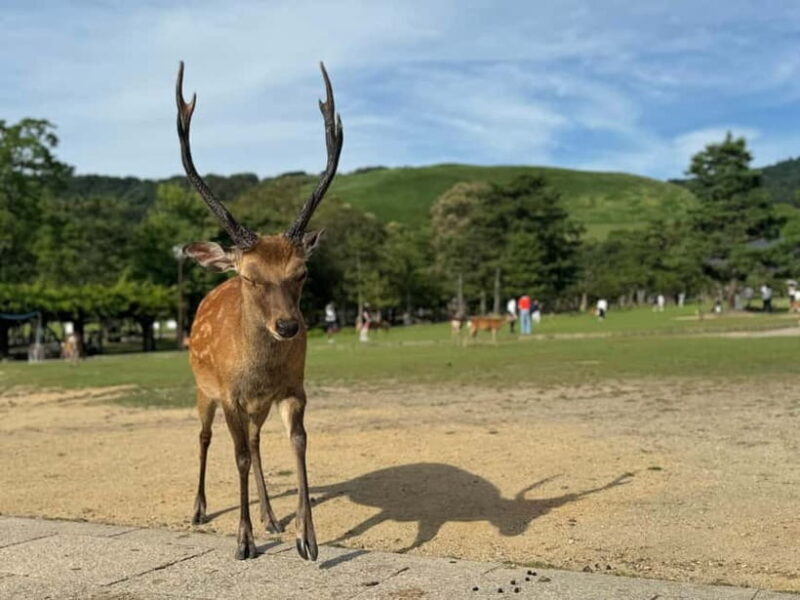 Nara: Kasuga Taisha, Sacred Deer Shrine Guided Tour - The Sum Up: Is This Tour Right for You?