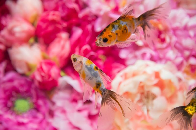 Nara Kingyo Museum Admission Ticket - Photo rooms, with fish in the frame