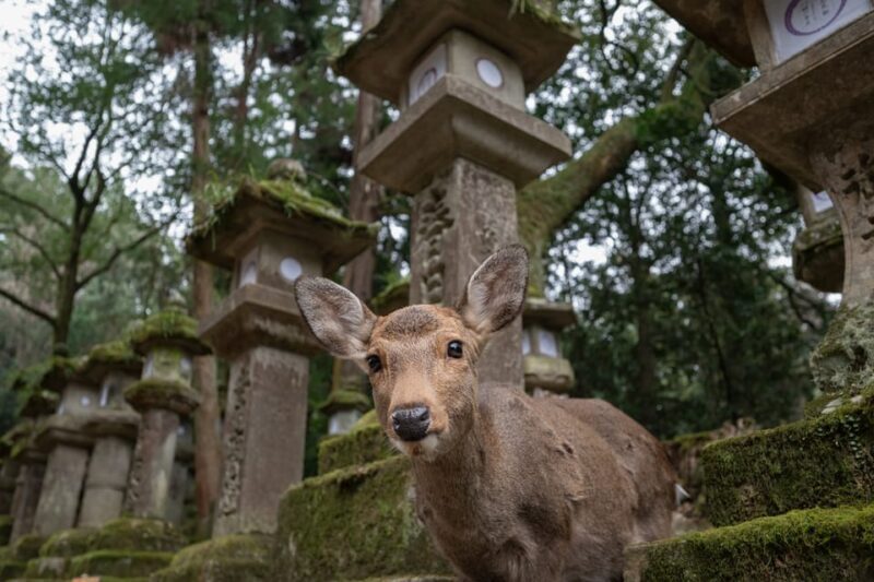 Nara Park and Todai-ji Private Spanish Tour - Who Should Consider This Tour?