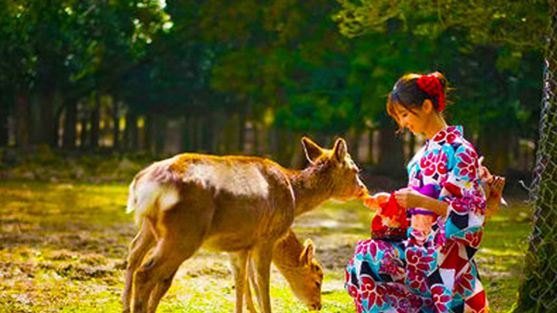 Nara Park & Arashiyama & Fushimi Inari-taisha Senbon Torii One-Day Tour (Departing from Osaka/Kyoto) - Nara Park: deer in the middle of town