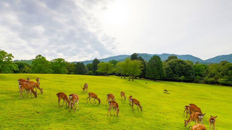 Nara Park & Arashiyama & Fushimi Inari-taisha Senbon Torii One-Day Tour (Departing from Osaka/Kyoto) - Fushimi Inari: the red gates and the uphill walk