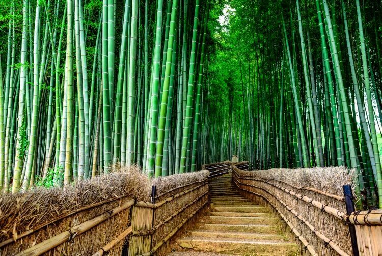 Nara Park & Arashiyama & Fushimi Inari-taisha Senbon Torii One-Day Tour (Departing from Osaka/Kyoto) - Getting the most from your free time