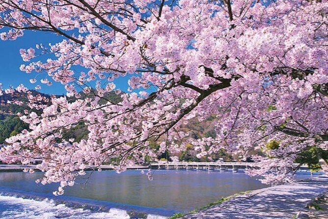 Nara Park, Golden Pavilion Bamboo Forest Day Trip From Osaka - Who Should Consider This Tour?