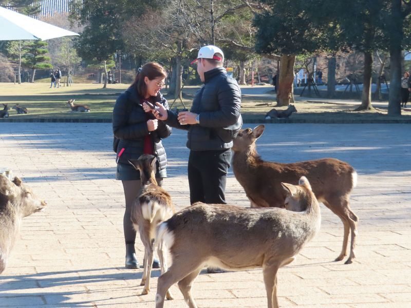Nara Park & Kinkakuji Temple Heritage Tour with Tea Ceremony - Todai-ji and the Great Buddha Hall set the tone
