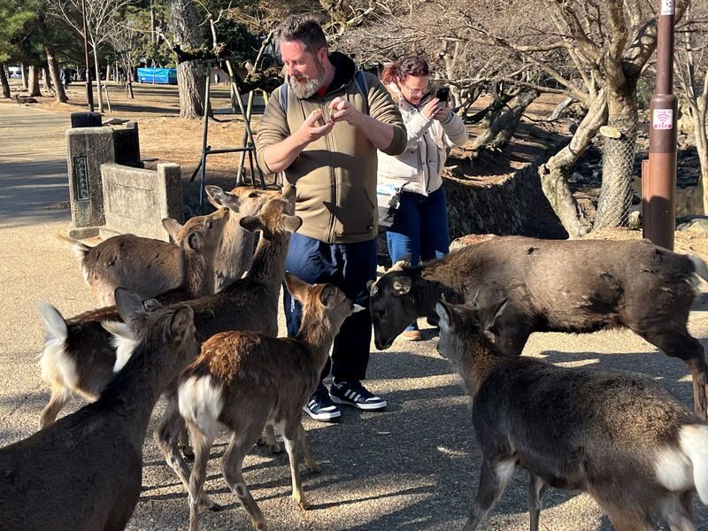 Nara Park & Kinkakuji Temple Heritage Tour with Tea Ceremony - What the guide and group size can change