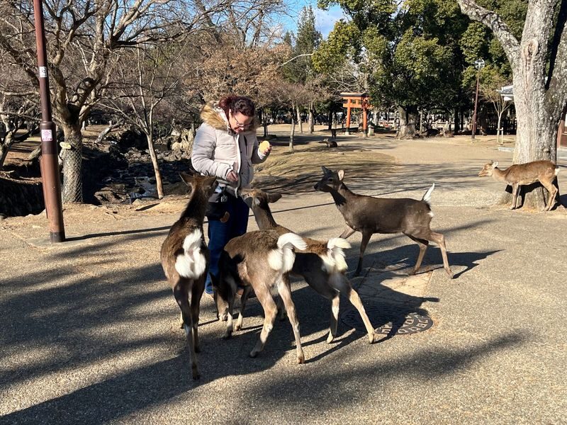 Nara Park & Kinkakuji Temple Heritage Tour with Tea Ceremony - Lunch and transport depend on the package